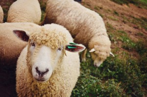 Sheep