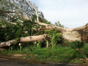 Otro ángulo del árbol caído en Aguadilla. (Foto cortesía del Cuerpo de Bomberos)