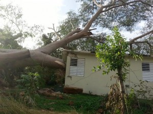 Parte de los daños causados por el árbol en la residencia (Archivo LA CALLE).