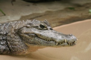 caiman