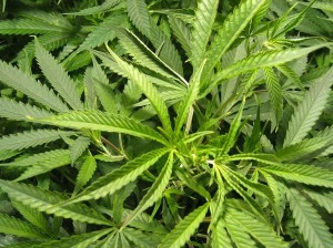 marihuana