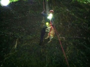 Momento en que personal de Manejo de Emergencias Municipal de Arecibo rescata a la mascota (Suministrada),