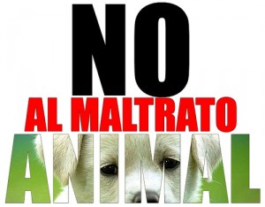 NO AL MALTRATO ANIMAL.