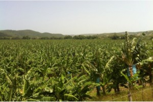 Vista de la finca de la Bananera Pagán en Yauco.