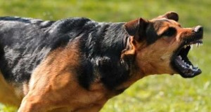 perro atacando