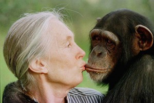 La Dra. Jane Goodall, reconocida ambientalista de fama mundial estará en Mayagüez (Archivo).