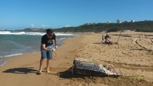 Vista de la hembra tinglar encontrada muerta en una playa de Isabela (Suministrada DRNA).