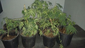 Marihuana ocupada en el sector La Bajura de Cabo Rojo (Suministrada Policía).