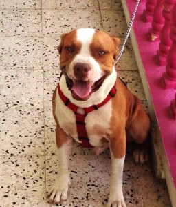Brandon, muerto de un disparo en Guánica (Suministrada Policía).
