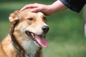 mascota perros