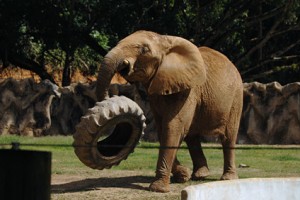 Mundi, la elefante. Residente permanente del Zoológico de Mayagüez (Foto UPR-RUM).