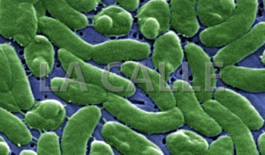 Imagen de la bacteria Vibrio Vulnificus (Archivo).