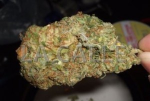 Muestra de marihuana "cripy".
