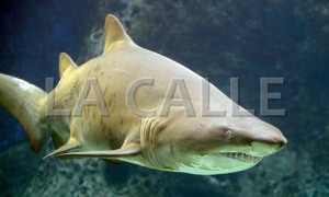 Ejemplar de un tiburón limón como el que atacó a los pescadores de Cabo Rojo (Archivo).