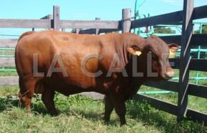 Toro de la raza Senepol, criado en la Finca Montaña de Aguadilla (Suministrada RUM).