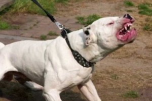 pitbull atacando
