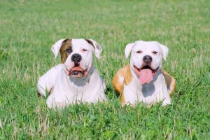Perros de la raza American Bulldog (Archivo).