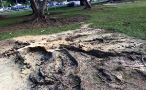 Uno de los árboles cortados en el RUM (Foto Facebook - 5 días con nuestra tierra).