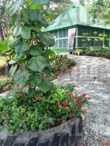 Vista del Mariposario en el Bosque de Susúa (Suministrada DRNA).